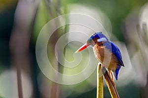 Colourful malachite kingfisher