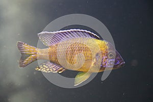 A colorful Malawi Cichlid in an aquarium