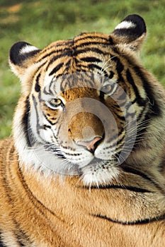 Colorful Malayan Tiger Rests On Warm Summer Afternoon