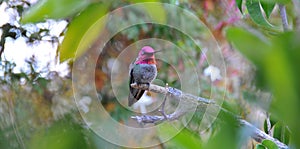 Colorful Male Anna Hummingbird Attracting Its Mate