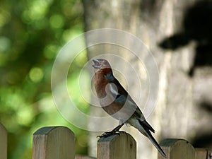 colorful male Chaffinch perched on a wooden fence post