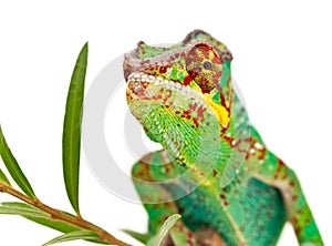 Colorful male Chameleon