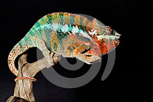 Colorful male chameleon