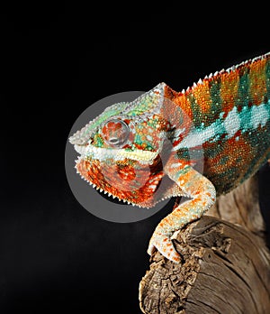 Colorful male chameleon