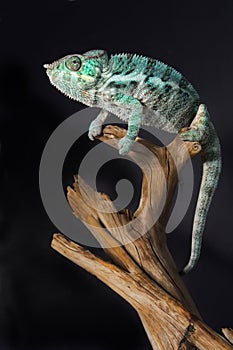 Colorful male chameleon