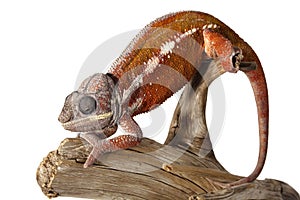 Colorful male chameleon