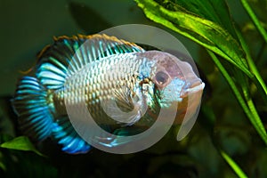 colorful male cichlid of Nannacara anomala neon blue, showing spawning behaviour