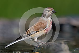 Colorful Male Common Linnet stands near a waterpond in spring