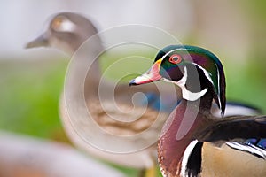 Colorful male duck