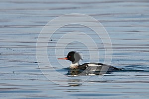 Colorful male duck swimming in sea closeup. Wild Goosander Mergus merganser drake in natural habitat. Diving pochard seabird on