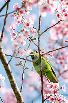 A colorful male Golden-fronted Leafbird perch on wild himalayan cherry branch
