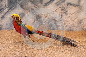 Colorful male Golden pheasant showing off its colorful plumage