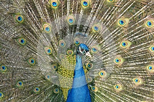 Colorful Male indian Peacock Portrait with Full Feather Plume open