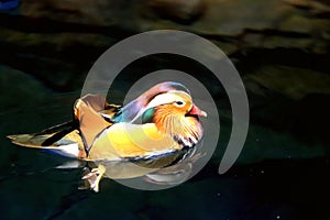 Colorful Male Mandarin Duck