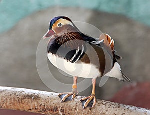 Colorful male mandarin duck Aix galericulata