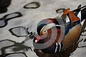 Colorful male mandarin duck, aix galericulata, anatra mandarina photo