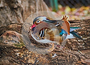 Colorful male Mandarin duck Aix galericulata. Rare exotic bird.