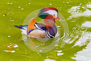 Colorful Male Mandarin Duck Swiming in Lake