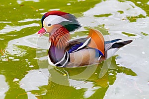 Colorful Male Mandarin Duck Swiming in Lake