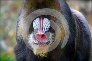 Colorful Male Mandrill