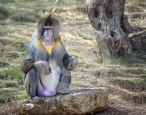 Colorful male mandrill monkey photo