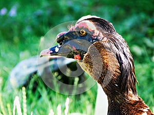 colorful male Muscovy duck close up portrait with green background.