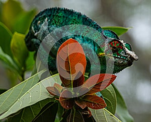 Colorful male panther chameleon Furcifer pardalis