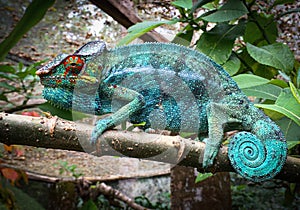 Colorful male panther chameleon Furcifer pardalis