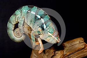 Colorful male panthera chameleon