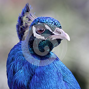 Colorful male peacock