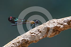 Colorful male Peacock Jewel damselfly perching on a dry perch