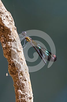 Colorful male Peacock Jewel damselfly perching on a dry perch