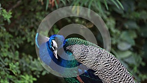 Colorful male peacock in nature in Dubai, UAE