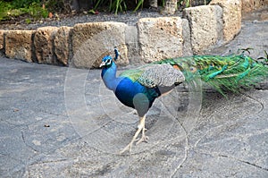 Colorful male peacock side view in Tenerife