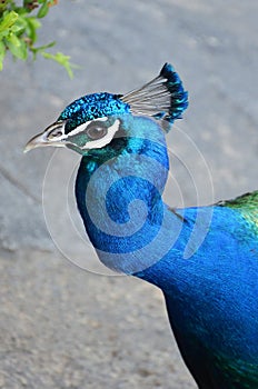 Colorful male peacock side view in Tenerife