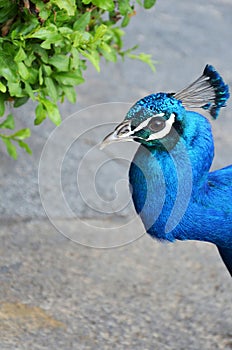 Colorful male peacock side view in Tenerife