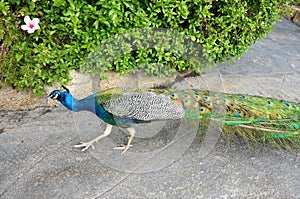 Colorful male peacock side view in Tenerife