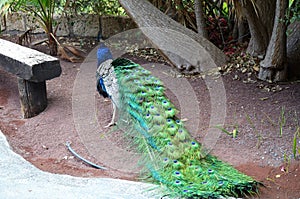 Colorful male peacock side view in Tenerife