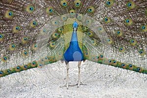 Colorful male peacock side view in Tenerife