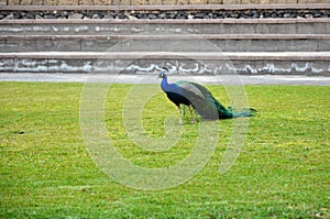 Colorful male peacock side view in Tenerife