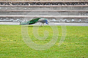 Colorful male peacock side view in Tenerife