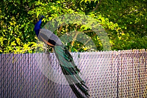 Colorful, male peacock standing on the fence of teh zoo