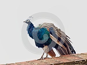 Colorful male peacock standing on a wall - Pavo cristatus