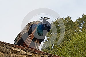 Colorful male peacock standing on a wall - Pavo cristatus
