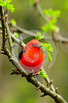 Colorful male Scarlet Tanager bird