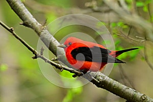 Colorful male Scarlet Tanager bird