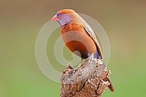 A colorful male violet-eared waxbill perched on a branch, South Africa