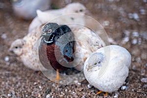 Colorful male and white female, small birds on the ground