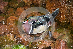 Colorful male wood duck