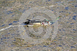 A colorful male wood duck swimming in a stream